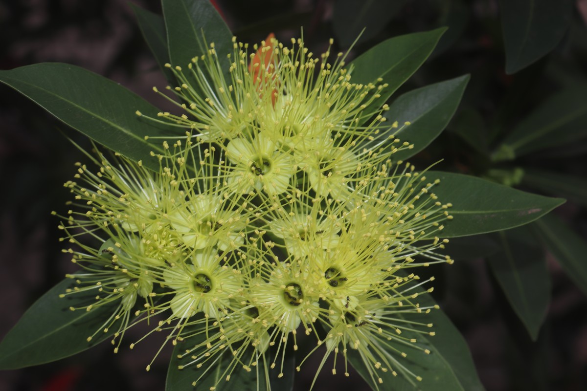 Xanthostemon verticillatus (C.T.White & W.D.Francis) L.S.Sm.